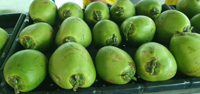 Fresh Water Coconuts