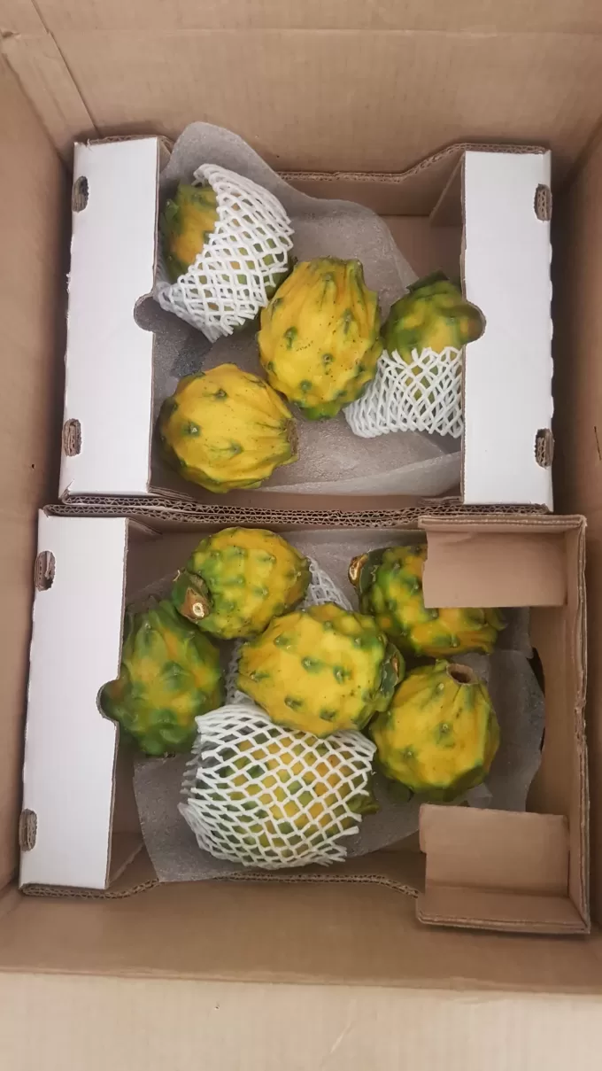 YELLOW DRAGON FRUIT