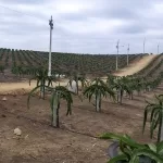 YELLOW DRAGON FRUIT