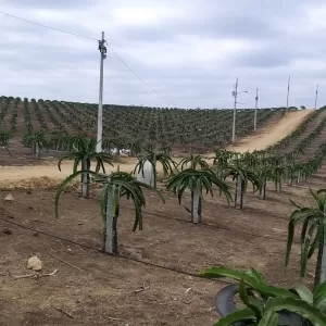 YELLOW DRAGON FRUIT