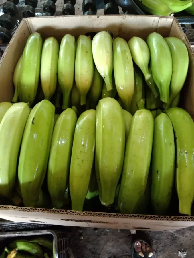 Green Bananas