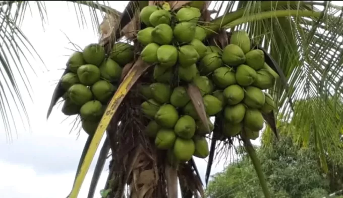 Frozen Grated Coconut