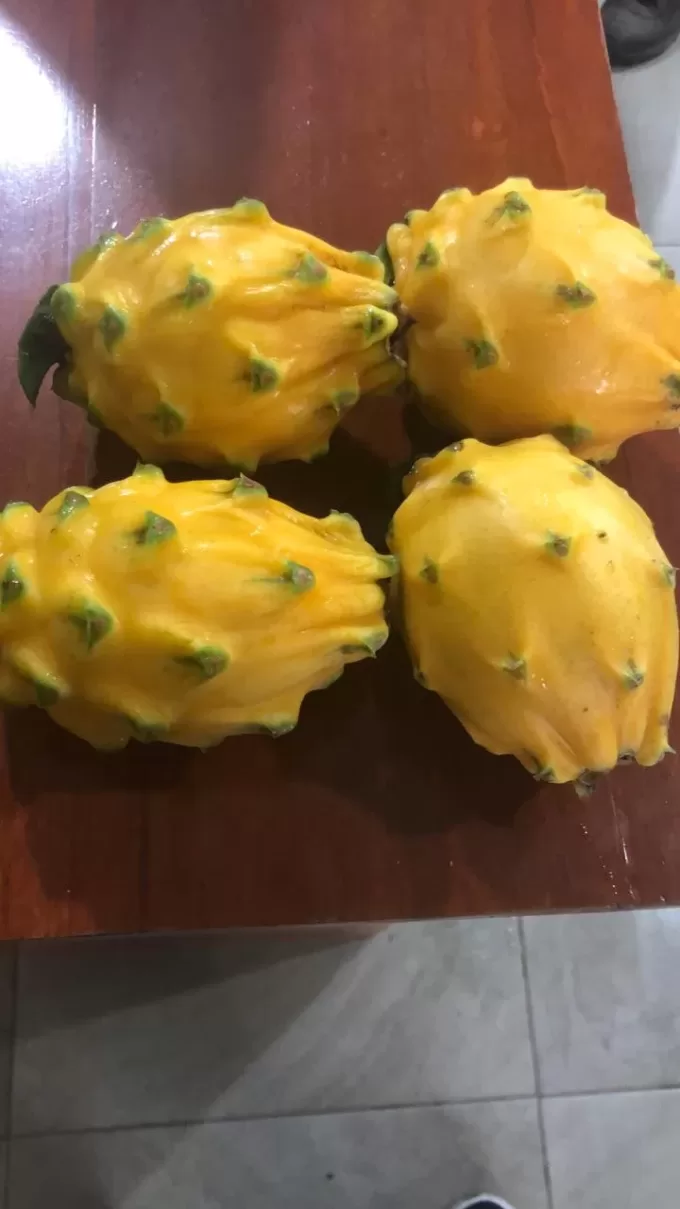 YELLOW DRAGON FRUIT