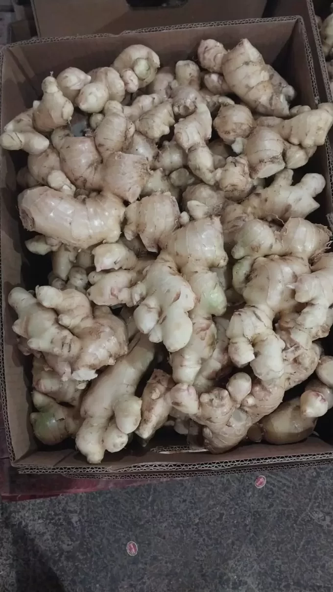 Ginger Conventional