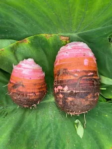 Malanga Lila Costa Rica