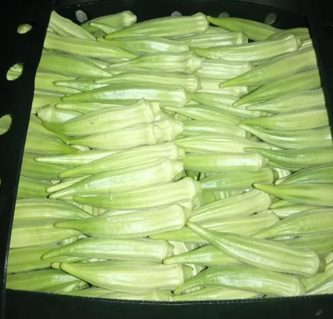 Okra