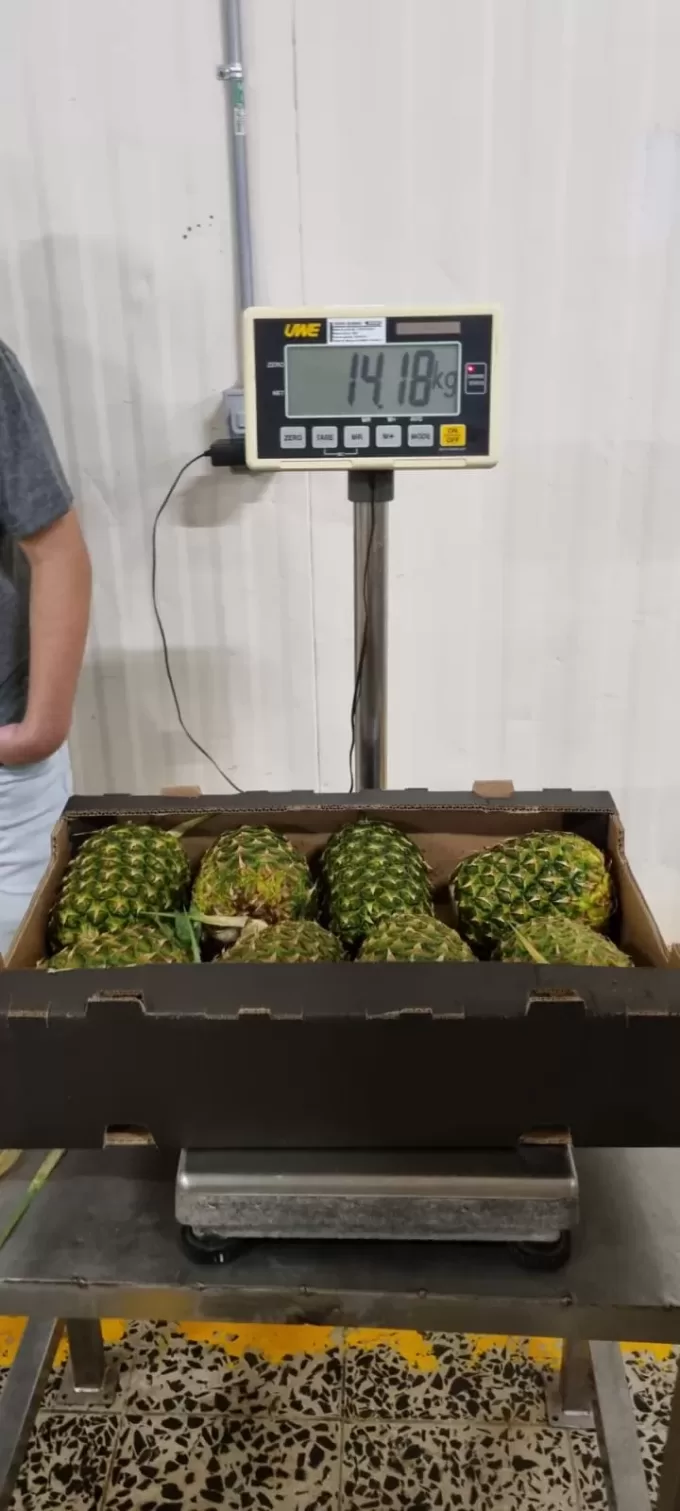 CROWNLESS PINEAPPLES