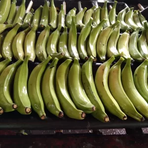 Green Plantains