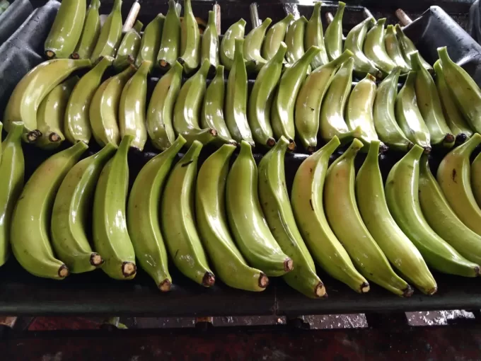 Green Plantains