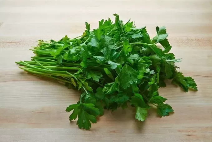 cilantro