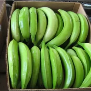 Green Plantains