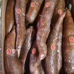 Fresh Yuca Costa Rica