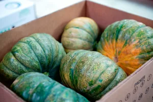 Calabaza Box Costa Rica