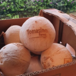 Polished Coconuts