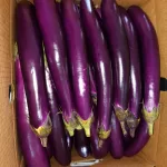 Chinese Eggplant Honduras