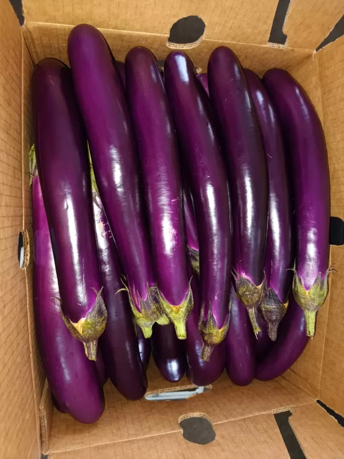 Chinese Eggplant Honduras