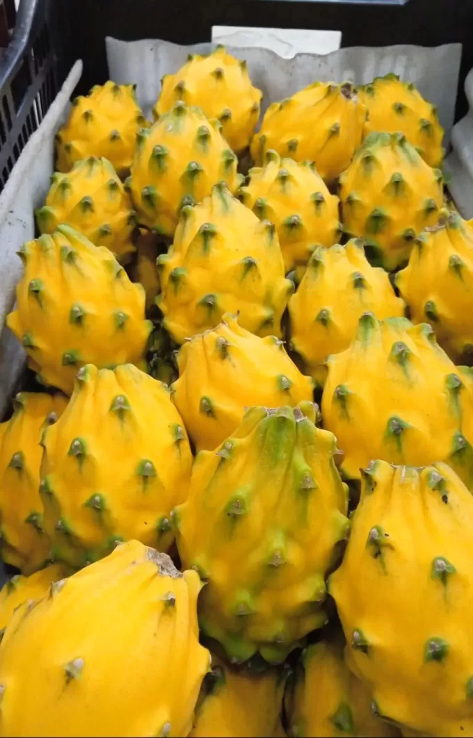 Yellow Dragon Fruit White Pulp