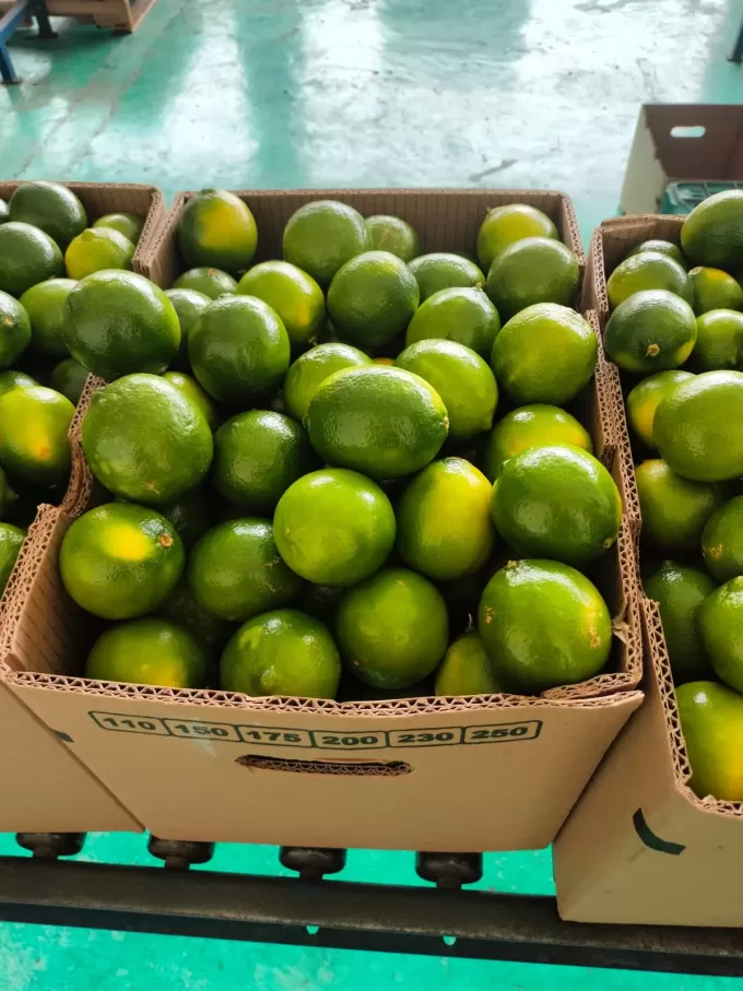 Limes