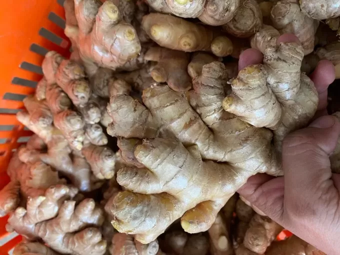 Organic Ginger Peru