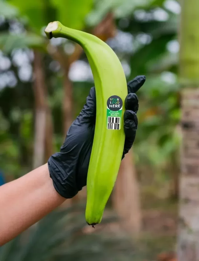 Green Plantains EC Barraganete