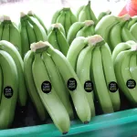 Bananas Cavendish