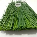CHIVES- Colombia