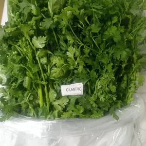 CORIANDER - Colombia