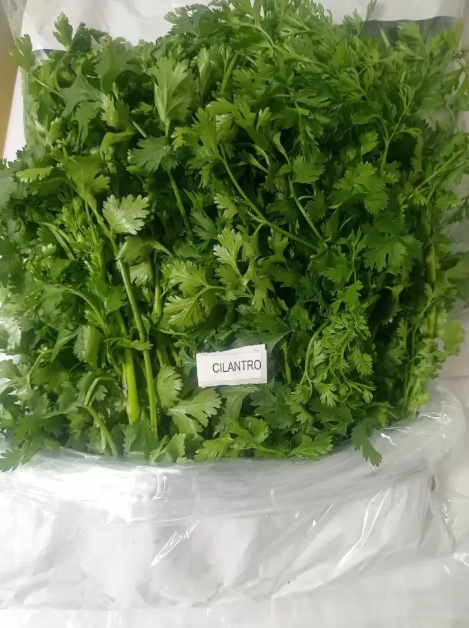 CORIANDER - Colombia