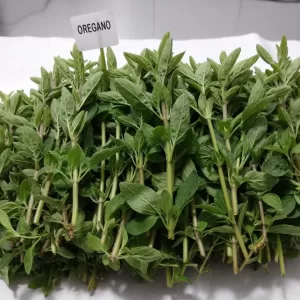 OREGANO