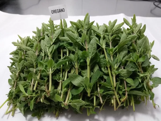 OREGANO