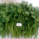 PARSLEY - Colombia
