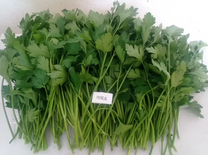 Italian Parsley