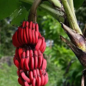 Red Banana Macabu - ECU