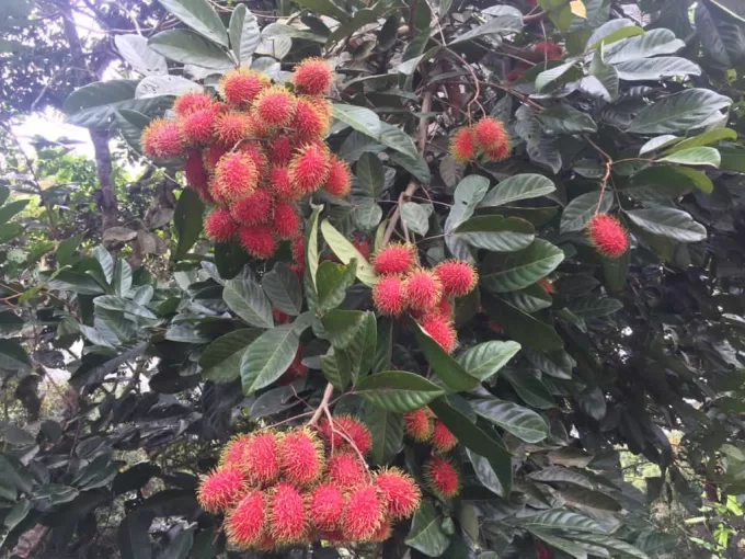 Rambutan Guatemala