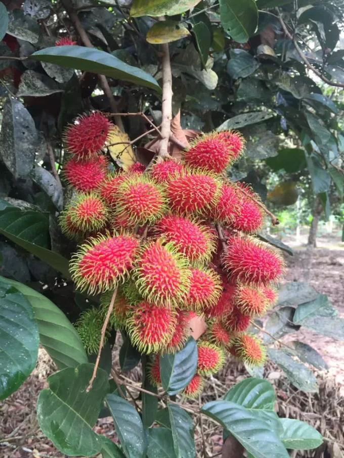 Rambutan Guatemala