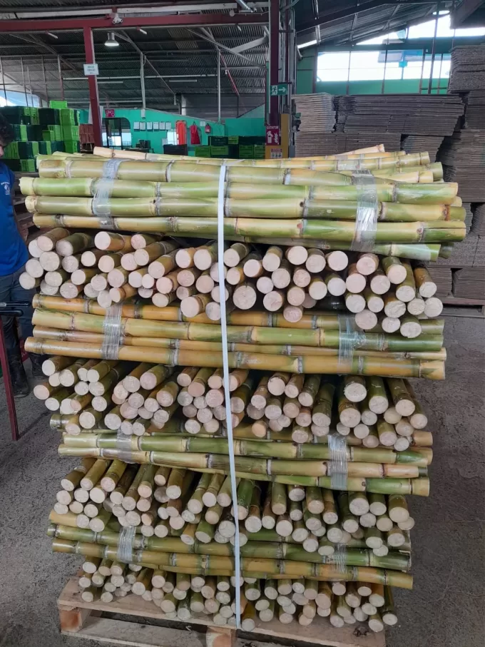 Sugar Cane