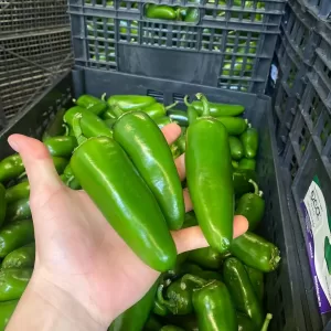 Jalapeño Pepper