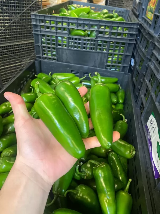 Jalapeño Pepper