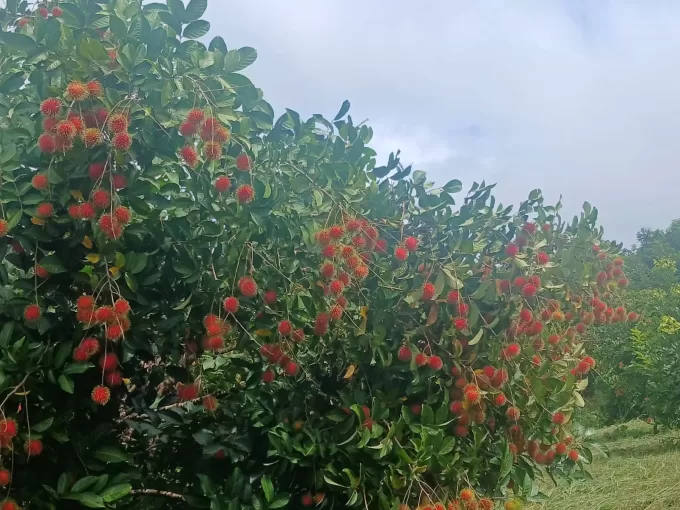 Rambutan Costa Rica