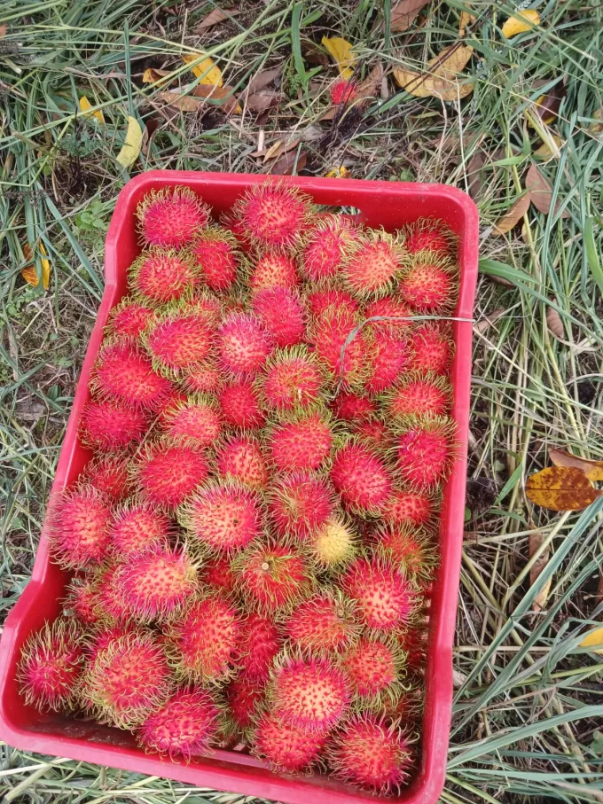 Rambutan Costa Rica