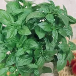 basil