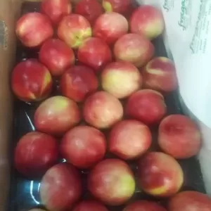 Nectarines