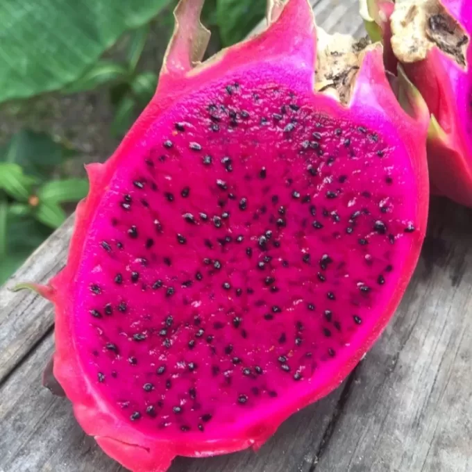 Dragon Fruit