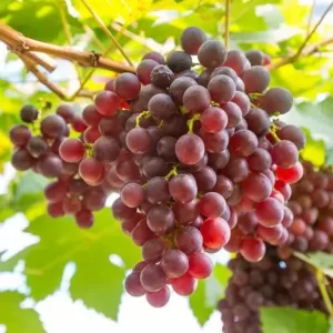 table grapes