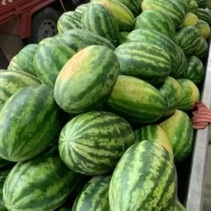 Watermelon