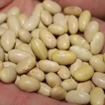 Canary Beans 001