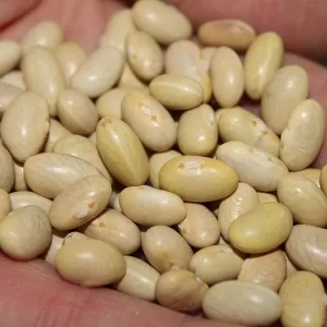 Canary Beans 001