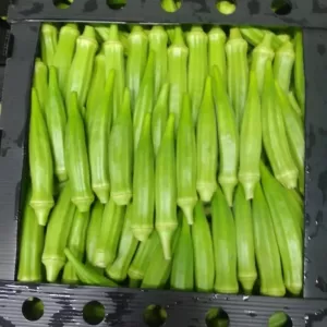 American Okra 004