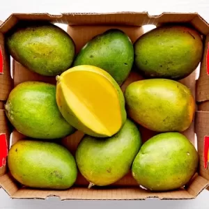 Organic Keitt Mangoes - 001