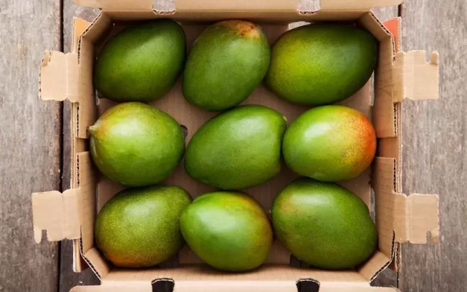 Organic Keitt Mangoes - 002